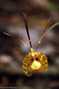 Orchidee auf Trinidad