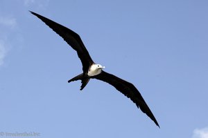 weiblicher Prachtfregattvogel (Magnificent Fregate Bird, Fregata magnificens) 