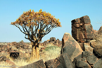 blühender Köcherbaum (Aloe dichotoma) 