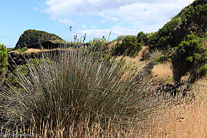 Gräser und Lavafelsen an der Ponta da Ilha