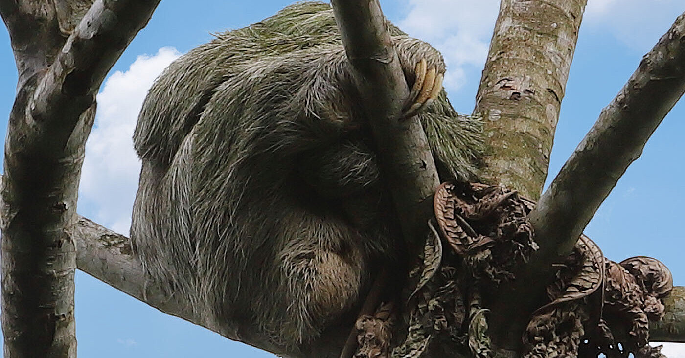 Sloth Park | Faultiere und Pfeilgiftfrösche bei La Fortuna