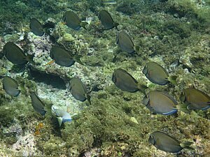 Fischschwarm bei Sandy Island