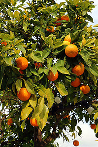 Mandarinenbaum bei Kato Drys