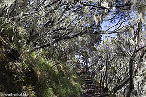 Bartflechten auf dem Wanderweg