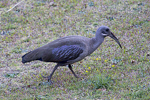 Hagedasch-Ibis beim Mont Aux Sources Hotel & Resort