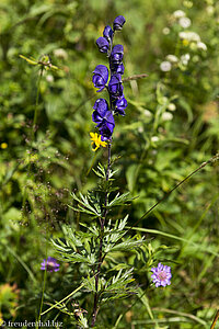 Blauer Eisenhut (Aconitum napellus) im Kleinwalsertal