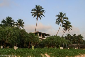 Hotel Wilde Ananas bei Koggala - Sri Lanka