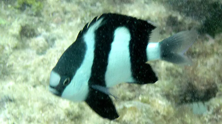 Schnorcheln bei den nördlichen Inseln von Mauritius