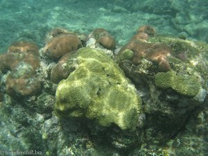 unter Wasser beim Angel Reef - Schnorcheln bei Goat Island