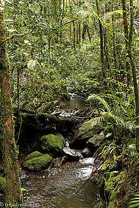 Bachlauf im botanischen Garten vom Kinabalu Park