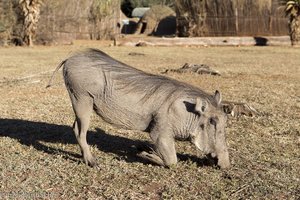 Warzenschwein auf Knien am Fressen, im Mlilwane Wildlife Sanctuary