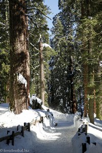 Auf dem Rundweg zu den Sequoia Mammutbäumen