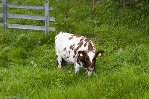 Eine Kuh im saftigen Grün des Valle del Cocora in Kolumbien.