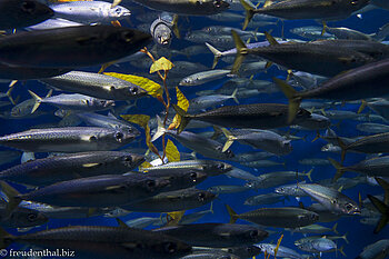 Großer Fischschwarm im Hanwha Aqua Planet