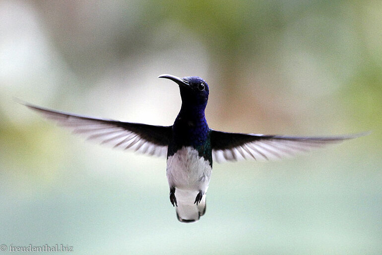 Jakobinerkolibri