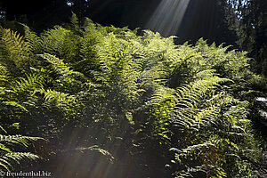 Sonnenstrahlen und Farn beim Gschwenderberg