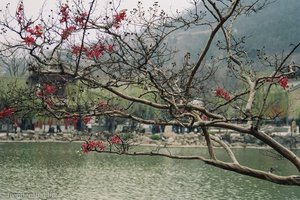 Blütenzweig über Teich bei den Heißen Quellen von Huaqing