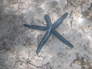 Blauer Seestern bei der Sandbank zwischen Pulau Tiga und Pulau Ular