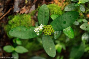 eine der vielen botanischen Besonderheiten im Kinabalu Nationalpark