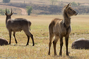 junger Wasserbock im Mlilwane Wildlife Sanctuary