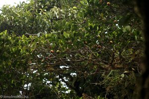 Wilde Avokado, eine Feigenart im Monteverde NP