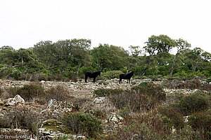 Wildpferde auf dem Hochplateau