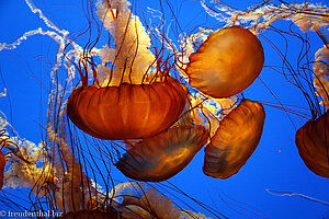 Quallen im Monterey Bay Aquarium