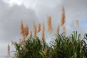 Schilf weht im Wind