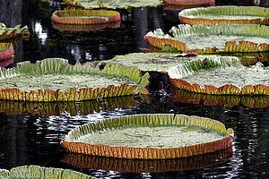 Wasserlilie im Botanischen Garten von Pamplemousses auf Mauritius