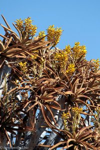 im Winter (Juli) blühen die Köcherbäume (Aloe dichotoma) 