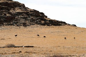 Strauße im Namib-Naukluft Park