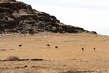 Strauße im Namib-Naukluft Park