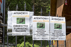 Bären verhindern den Aufstieg zur Cetatea Poenar