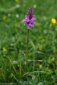 Breitblättriges Knabenkraut (Dactylorhiza majalis)