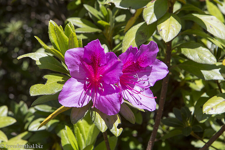 lila Blüte beim Fôret de Bélouve
