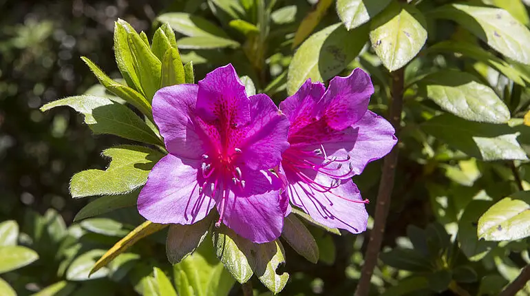 Blüte beim Foret de Bélouve