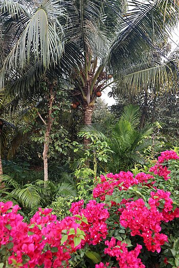Blütenteppich einer Bougainvillea in An Bình