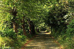 Allee zwischen Caldeiras und Mata do Jorge auf Sao Miguel