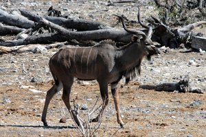Kudu beim Camp Halali