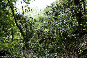 Ein Baum versperrt den Weg nach Florestal dao Jorge.