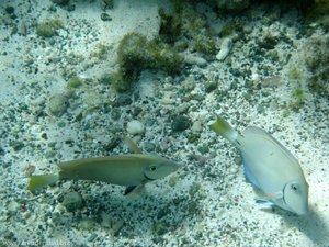 Ozean-Doktorfische (Acanthurus bahianus) bei Jamesby, Tobago Cays