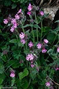 Rote Nachtnelke (Silene dioica)