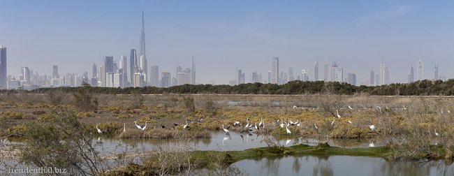 Flamingo-Lagune in der Vereinigten Arabischen Emirate