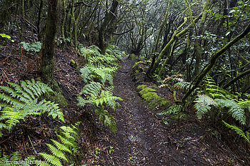 Im Lorbeermischwald der Cumbre Nueva