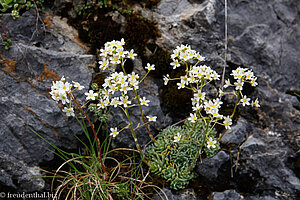 Trauben-Steinbrech (Saxifraga paniculata) 