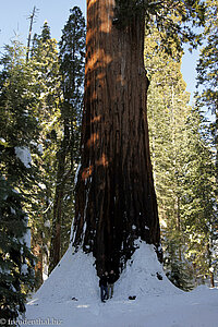 Annette und Lars vor The General Grant Tree