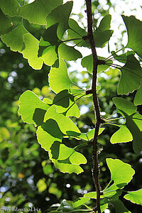 Gingko biloba