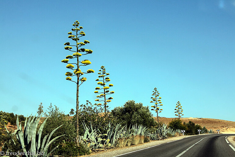 Agaven im Rif-Gebirge von vor Moulay Idris