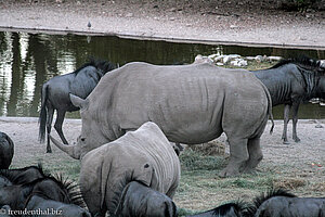 zwei Breitmaulnashörner bei der Epako Safari Lodge