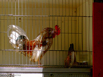 Hahn im Stall